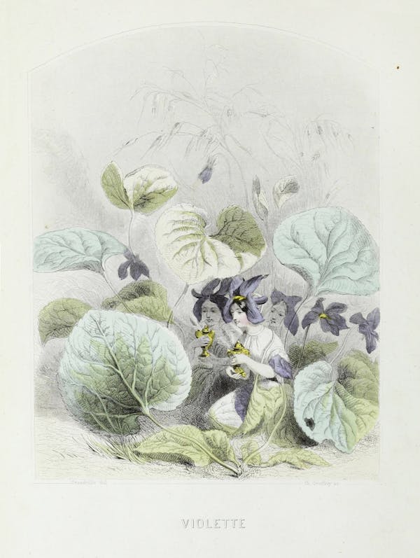 Grandville illustration of flowers