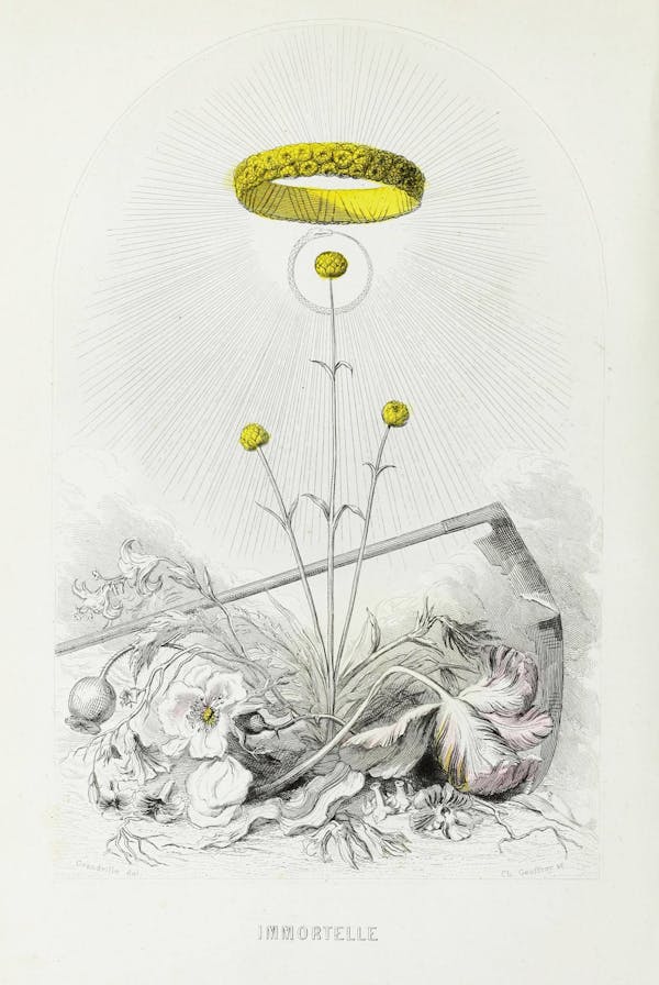 Grandville illustration of flowers