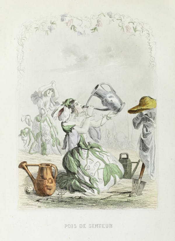 Grandville illustration of flowers