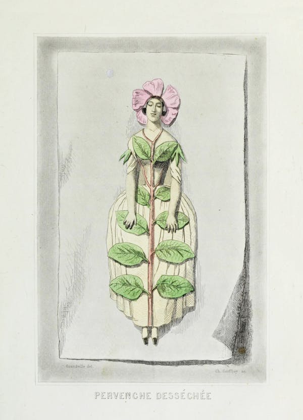 Grandville illustration of flowers