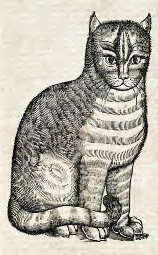 Placeholder Pencil drawing of a cat image