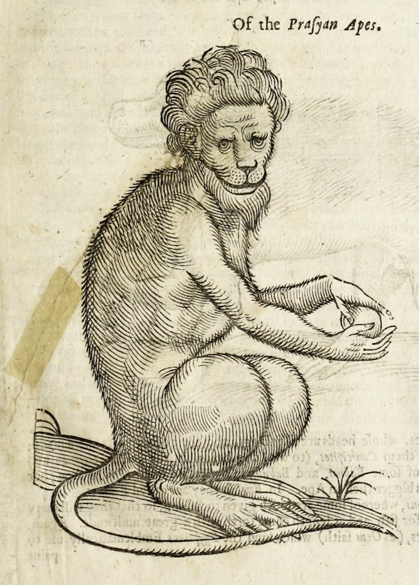 Woodcut illustration of animal