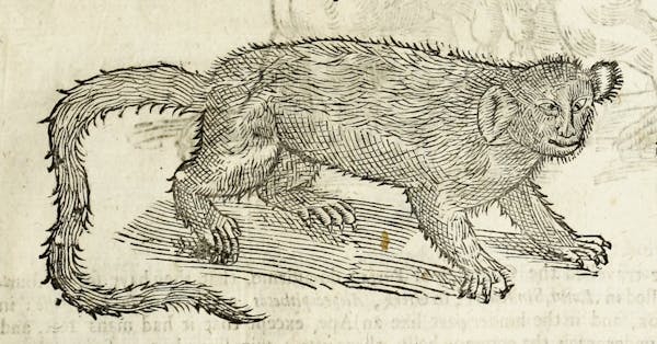 Woodcut illustration of animal