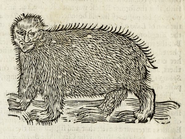 Woodcut illustration of animal