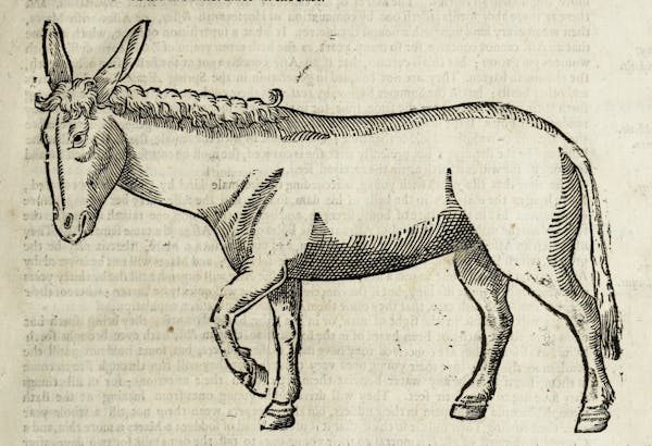 Woodcut illustration of animal