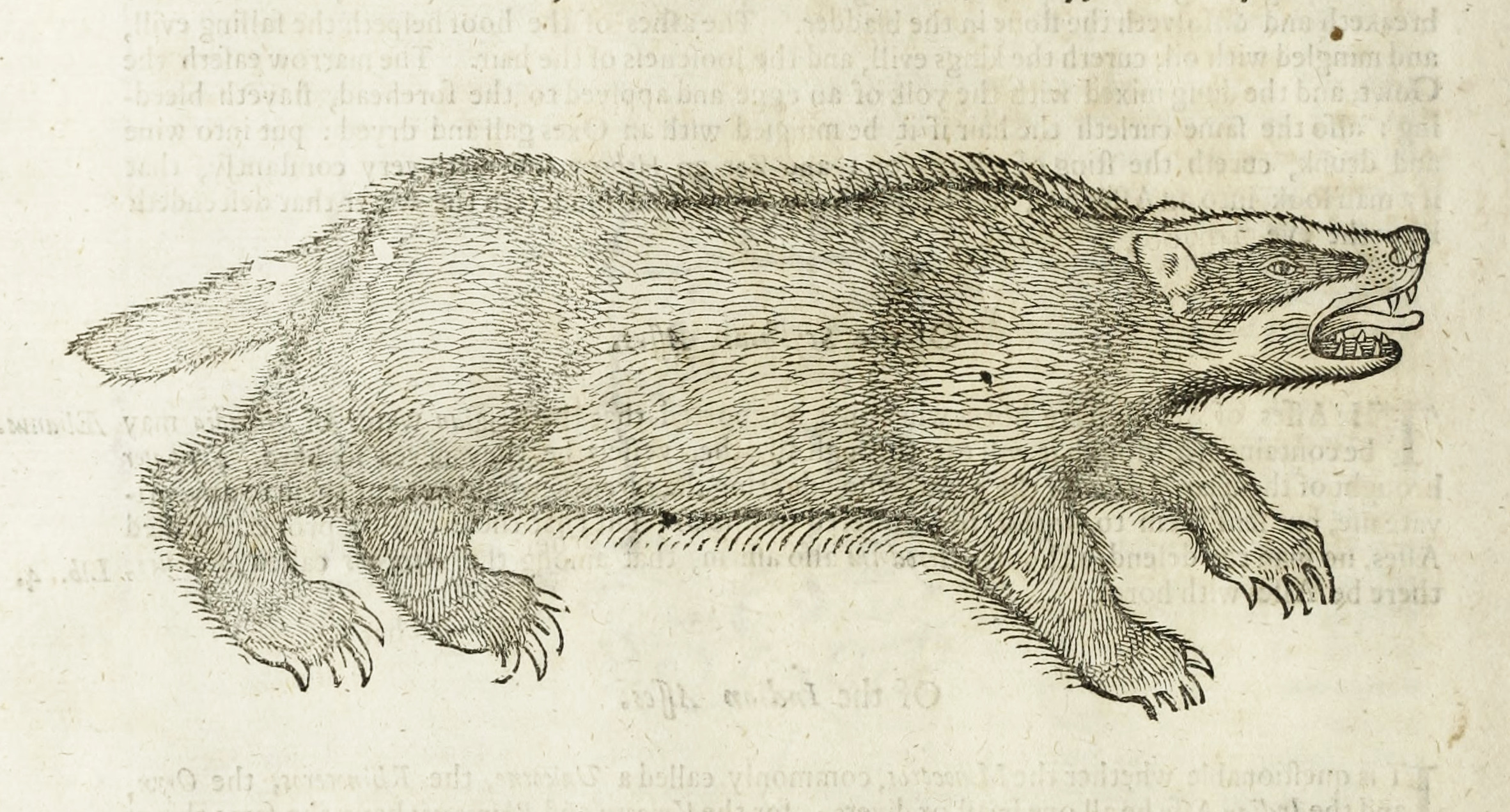 アート写真 The History of Four-Footed Beasts and Serpents* (1658) — The