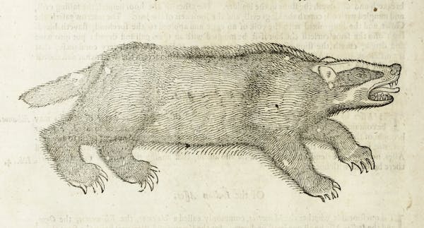 Woodcut illustration of animal