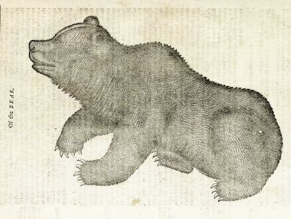 Woodcut illustration of animal