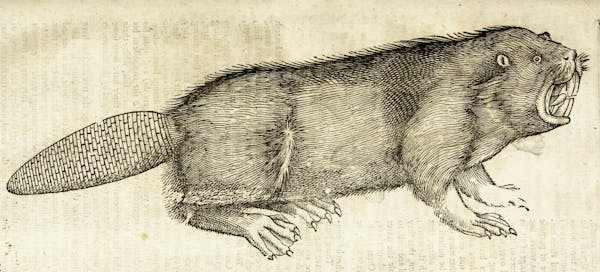 Woodcut illustration of animal