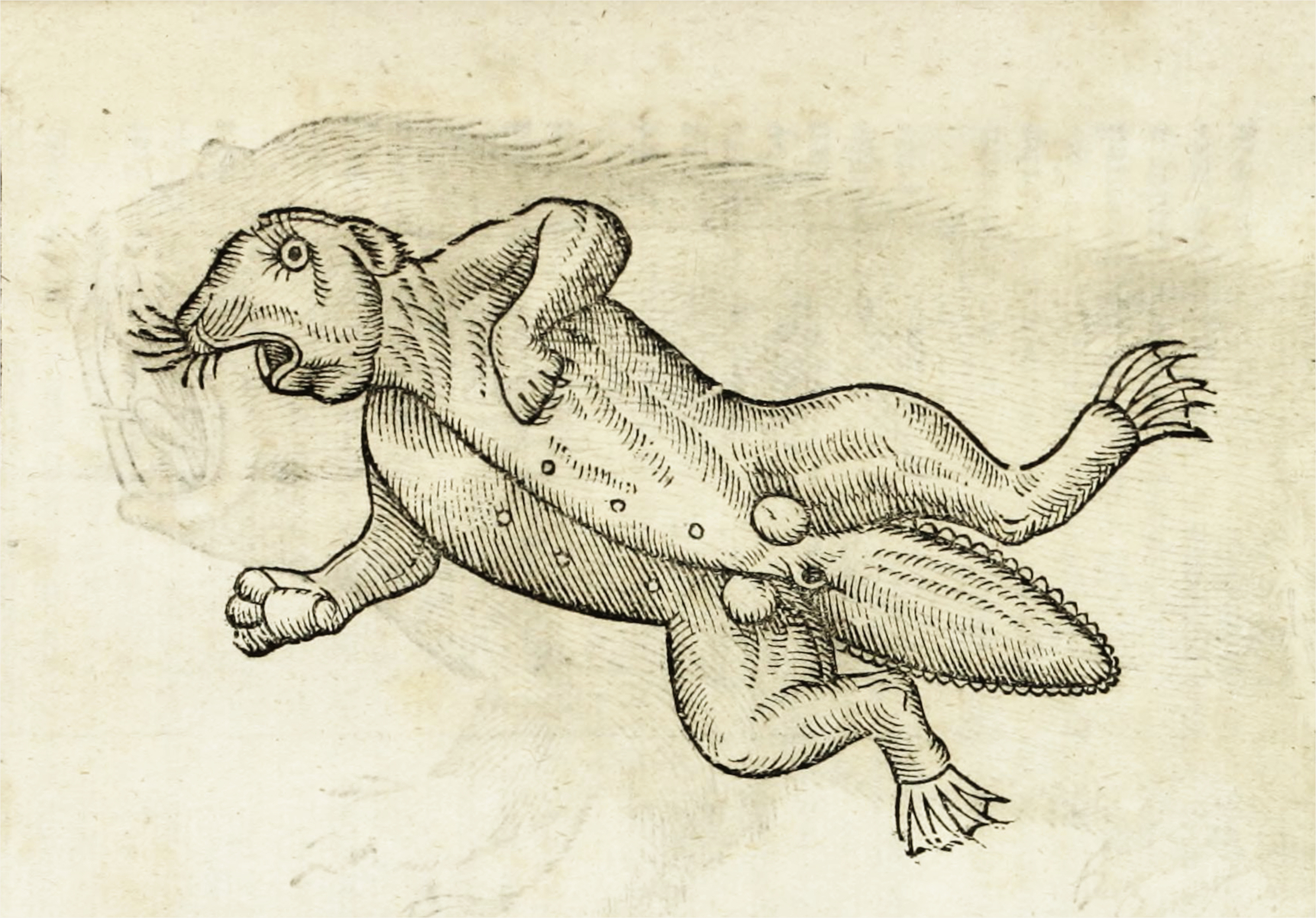 アート写真 The History of Four-Footed Beasts and Serpents* (1658) — The