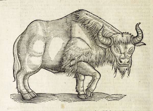 Woodcut illustration of animal