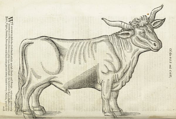 Woodcut illustration of animal