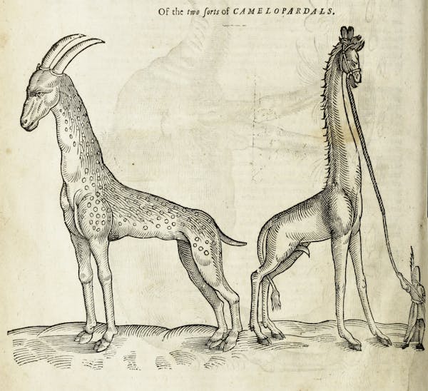 Woodcut illustration of animal