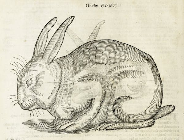 Woodcut illustration of animal