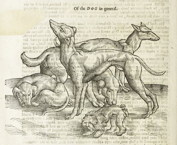 Woodcut illustration of animal