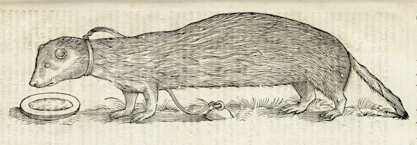 Woodcut illustration of animal