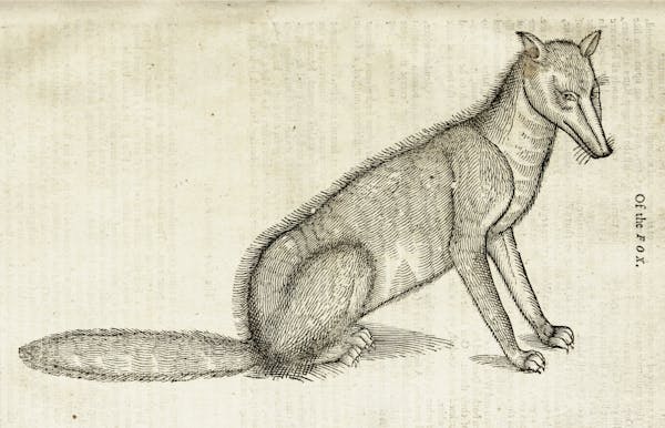 Woodcut illustration of animal