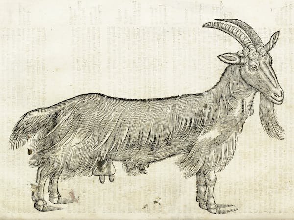 Woodcut illustration of animal