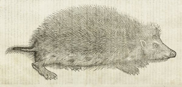 Woodcut illustration of animal