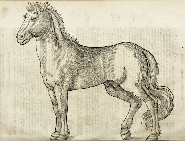 Woodcut illustration of animal