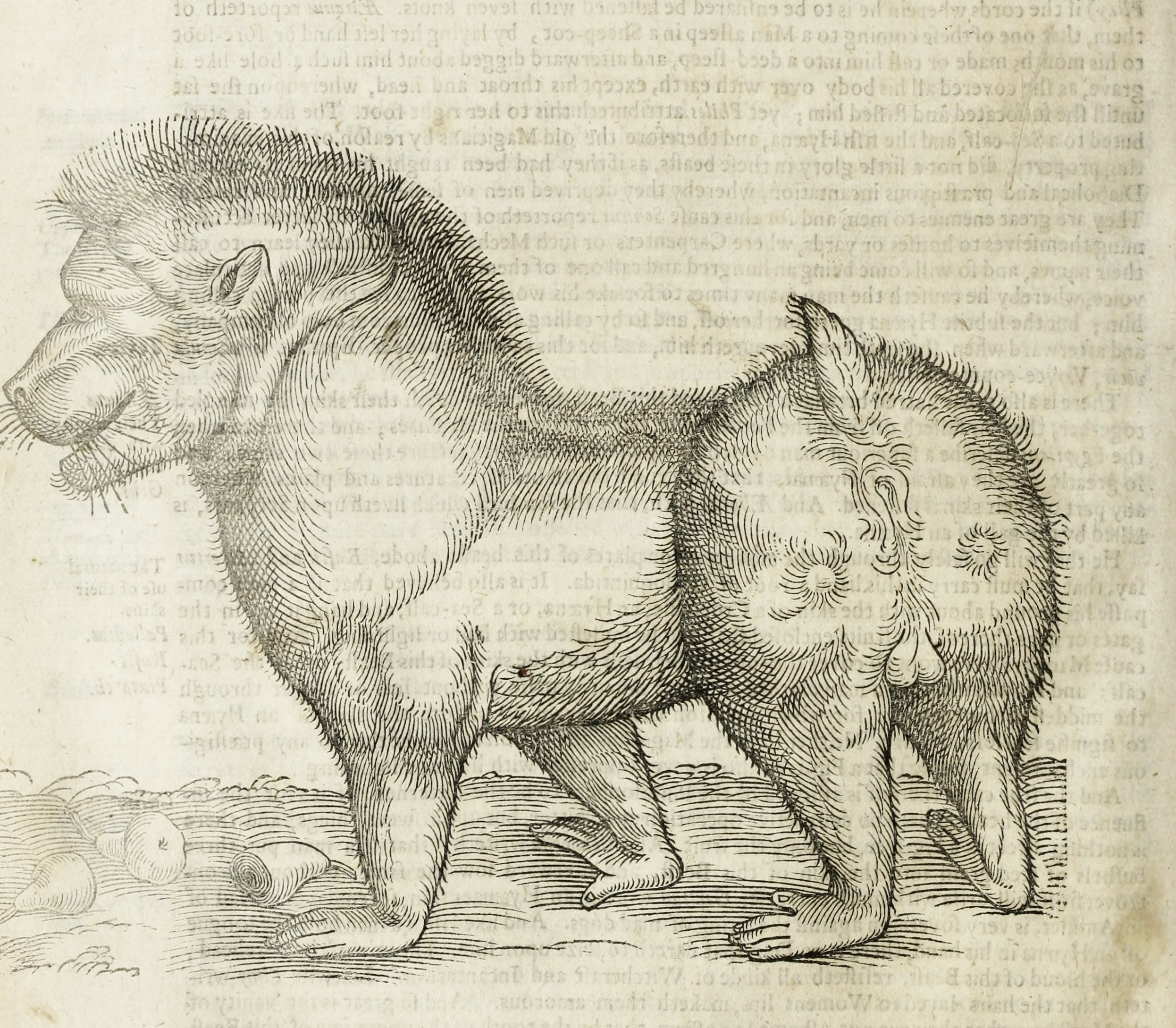 The History of Four-Footed Beasts and Serpents* (1658) — The