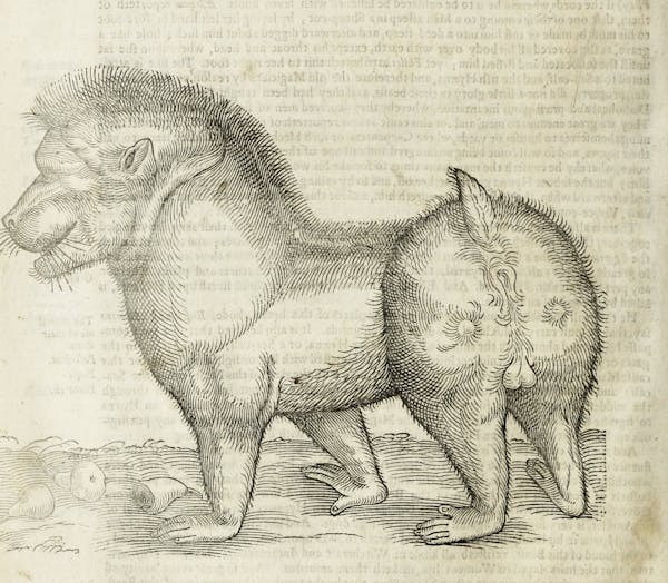 Woodcut illustration of animal