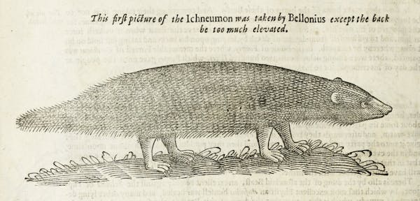 Woodcut illustration of animal