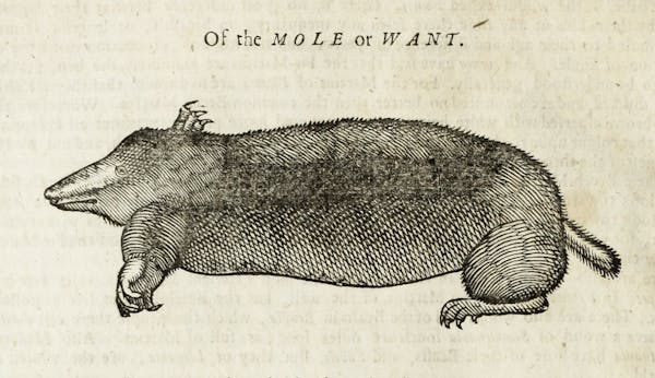 Woodcut illustration of animal