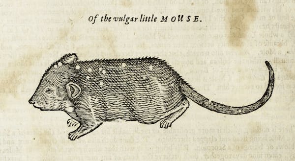 Woodcut illustration of animal