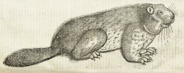 Woodcut illustration of animal