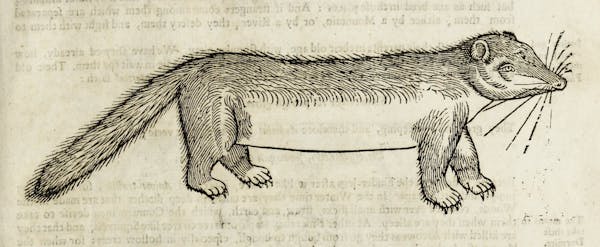 Woodcut illustration of animal