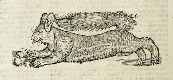 Woodcut illustration of animal