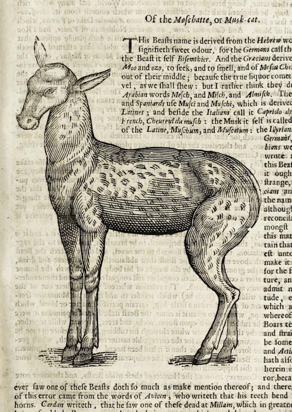 Woodcut illustration of animal