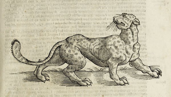 Woodcut illustration of animal