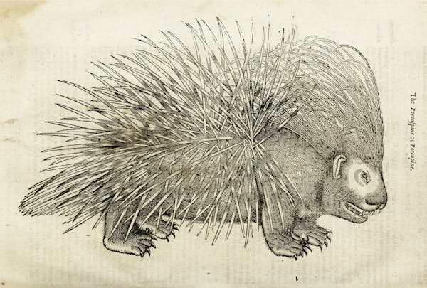 Woodcut illustration of animal