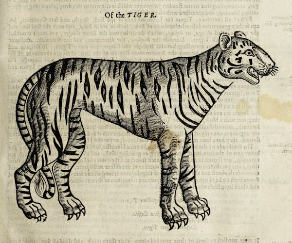 Woodcut illustration of animal