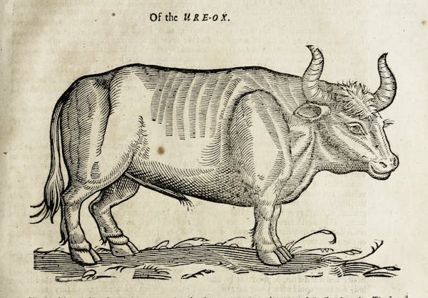 Woodcut illustration of animal