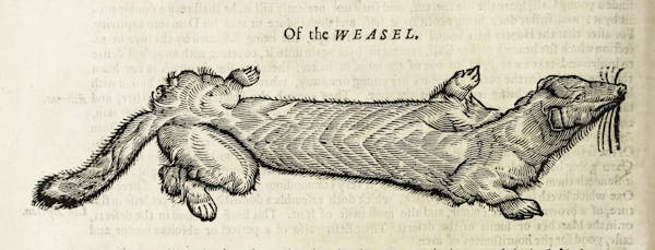 Woodcut illustration of animal