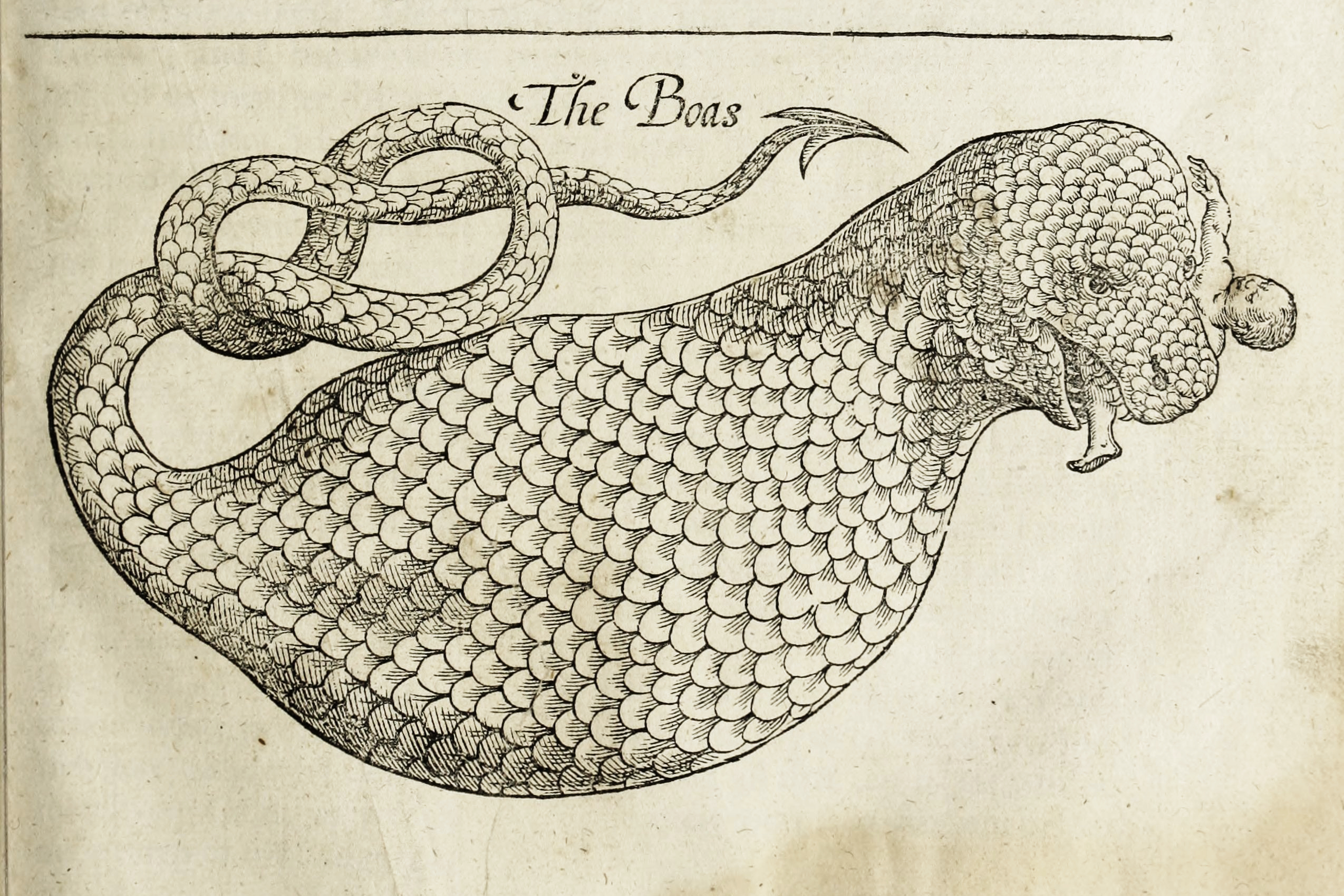 The History of Four-Footed Beasts and Serpents* (1658) — The