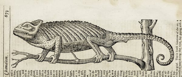 Woodcut illustration of animal