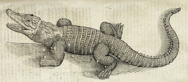 Woodcut illustration of animal