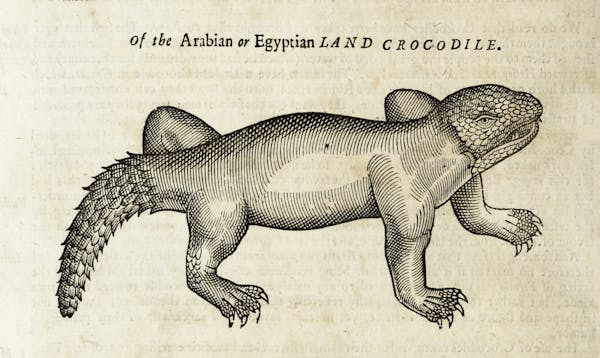 Woodcut illustration of animal