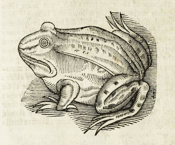 Woodcut illustration of animal