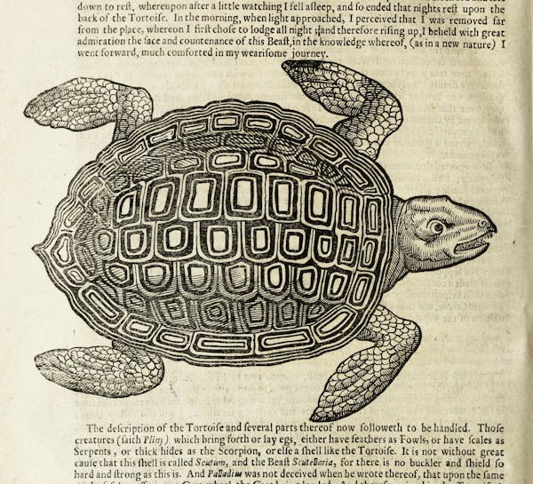 Woodcut illustration of animal