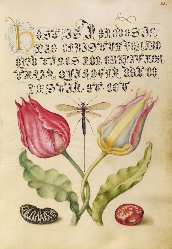 Tulips, Fly, Kidney Bean, and Bean