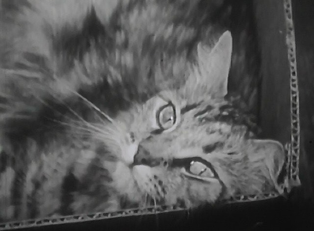 The Private Life of a Cat (ca. 1945)