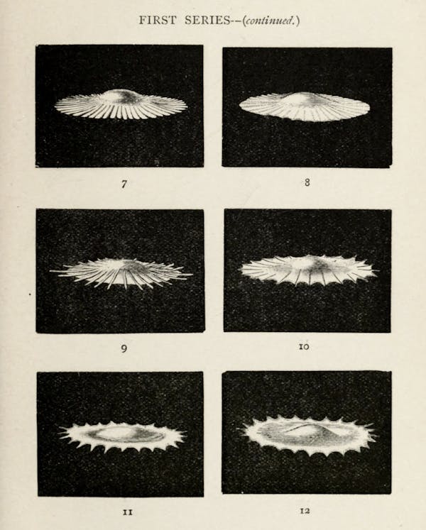 Image from Professor Worthington's The Splash of a Drop