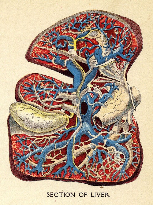 Interior_of_the_heart,_lungs,liver,_and_stomach_from_The_Household_Physician,_1905_(14147401167)