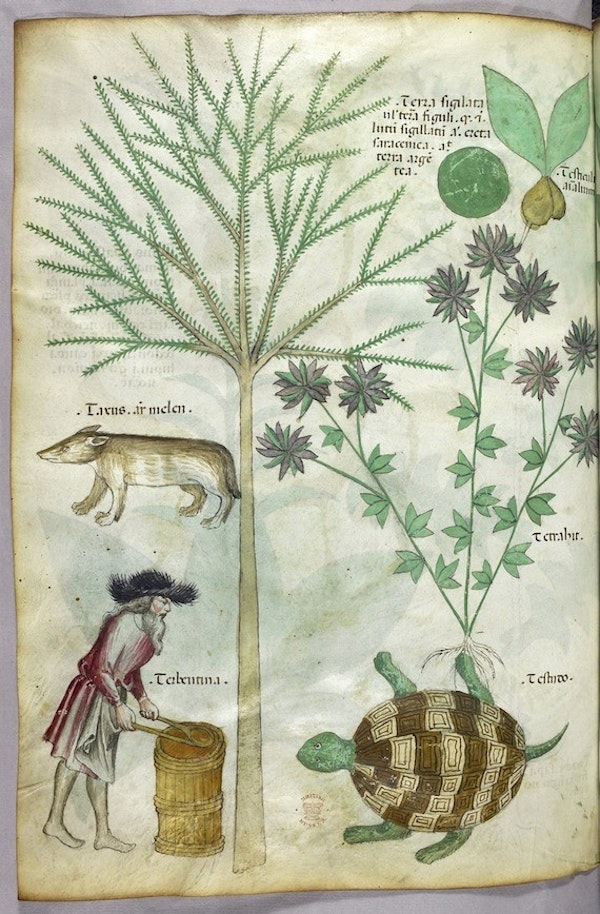 herbal tortoise