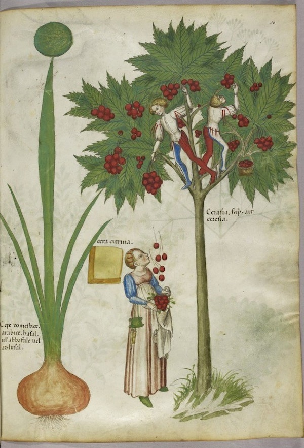 sloane herbal fruitpicking